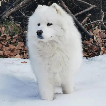 Kramser 4* Arnoldstein