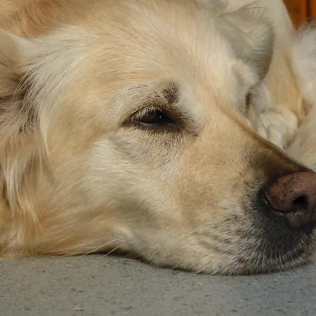 Kramser بيت ضيافة أرنولدشتاين