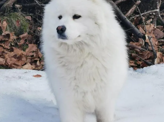 Kramser 4* Arnoldstein